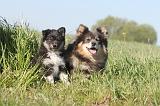 CHIEN FINNOIS DE LAPONIE 003